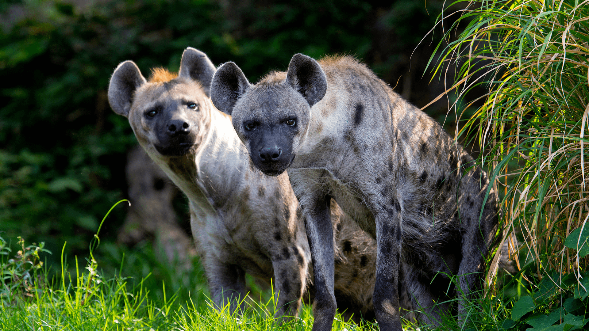 hyena sales pitch